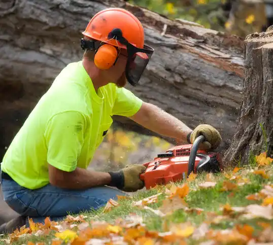 tree services Bernalillo